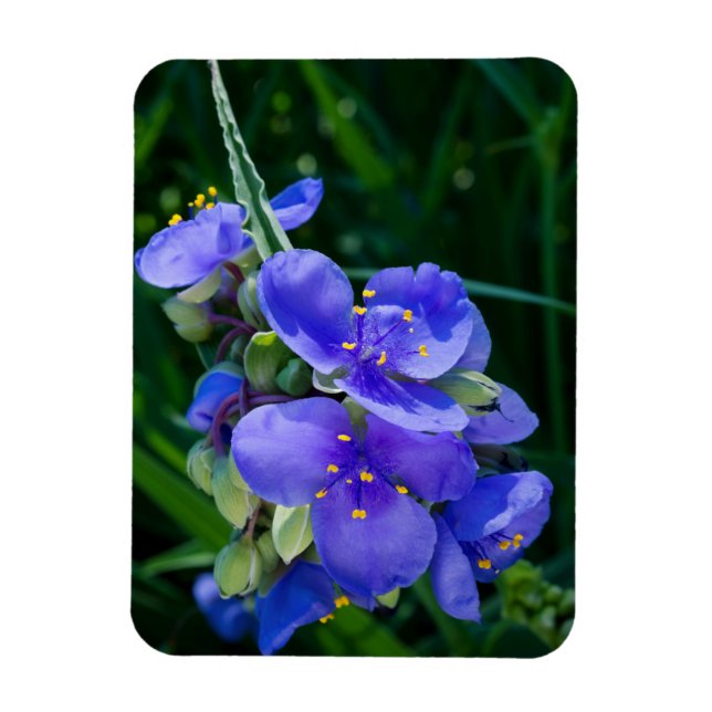 Spiderwort Plant Closeup in Full Bloom Magnet (Vertical)