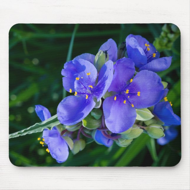 Spiderwort Plant Closeup in Full Bloom Mouse Mat (Front)
