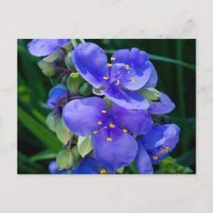 Spiderwort Plant Closeup in Full Bloom Postcard