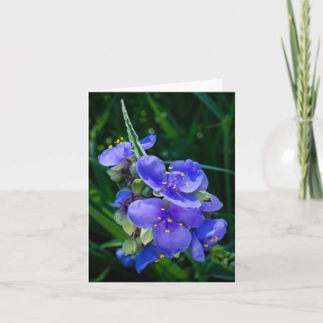 Spiderwort Plant Closeup in Full Bloom Thank You Card (Front)