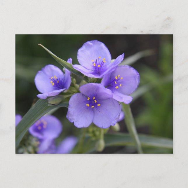 Spiderwort Postcard (Front)