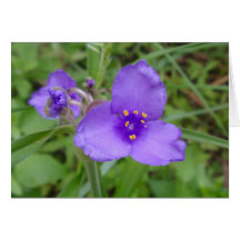 Spiderwort Purple Wildflower