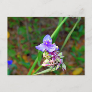 Spiderwort wildflowers postcard