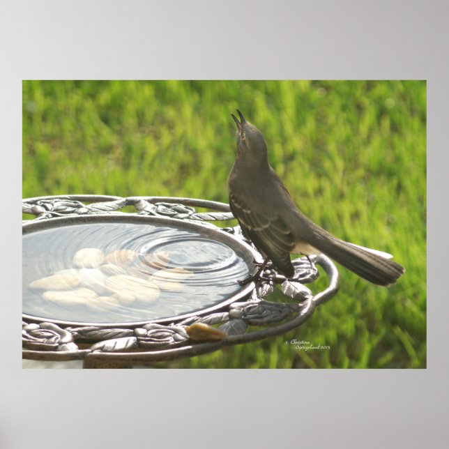 Spiegeland Mockingbird drinking water Poster (Front)