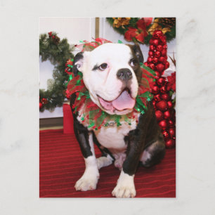 Spike - English Bulldog - Kahley Postcard