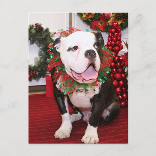 Spike - English Bulldog - Kahley Postcard (Front)
