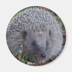 Spike Magnet
