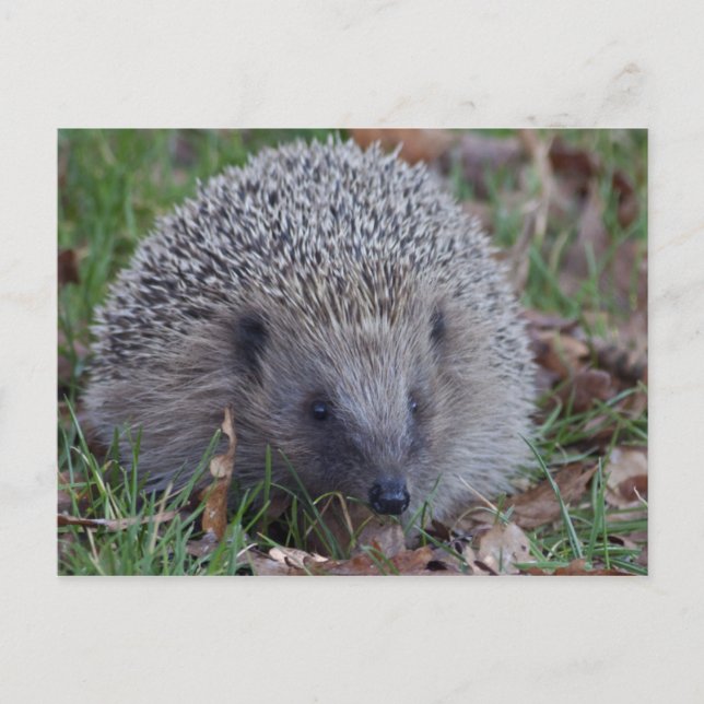 Spike Postcard (Front)