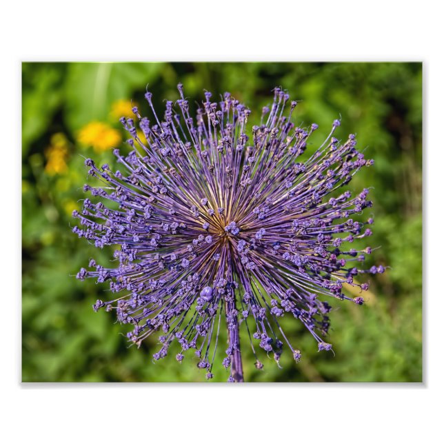 Spike Purple Flower Photo Print (Front)