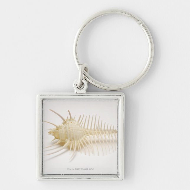 Spiked Murex shell Key Ring (Front)