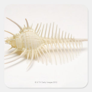 Spiked Murex shell Square Sticker