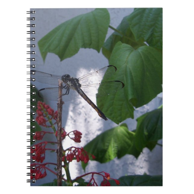 Spiketail dragonfly notebook (Front)