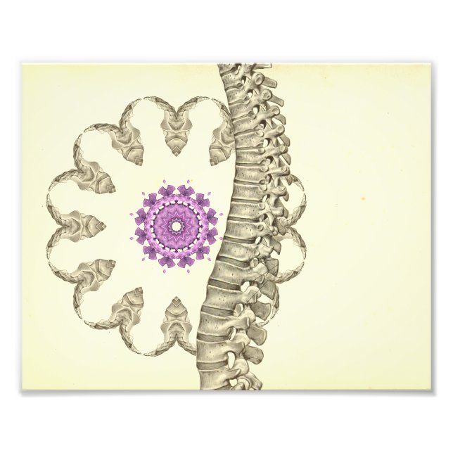 Spinal Anatomy Artwork Chiropractic Photo Print (Front)
