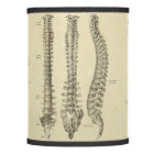 Spinal Column and Vertebrae Anatomy