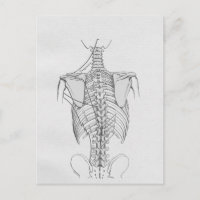 Spinal Column Bones Chiropractic