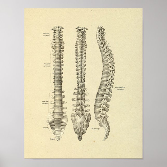 Spinal Column Vertebrae Anatomy Bones Print (Front)