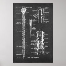 Spinal Cord Anatomy Art print no.1
