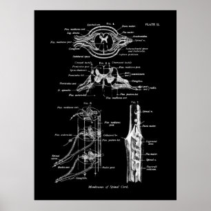 Spinal Cord Anatomy Medical Poster