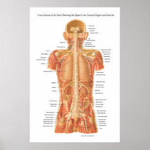 Spinal Cord, Internal Organs and Muscles Anatomy P Poster