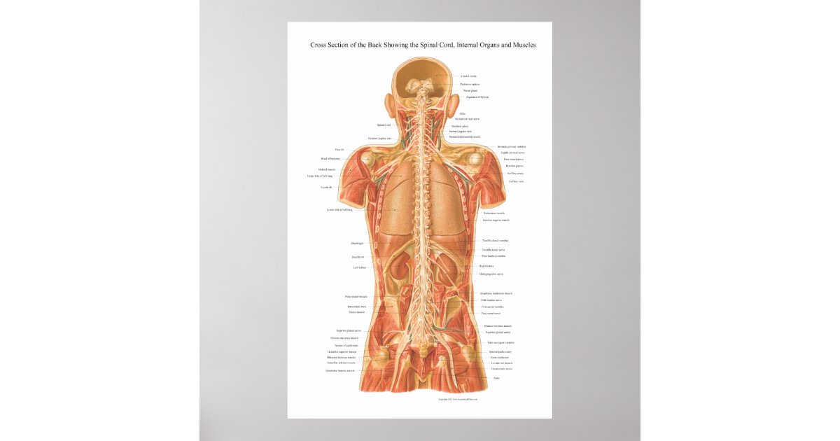 Spinal Cord, Internal Organs and Muscles Anatomy P Poster | Zazzle.co.uk