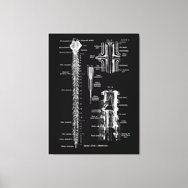 Spinal Cord Membrane Anatomy Medical Decor (Front)