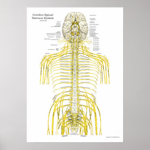 Spinal Cranial Nerves Chiropractic Anatomy Poster