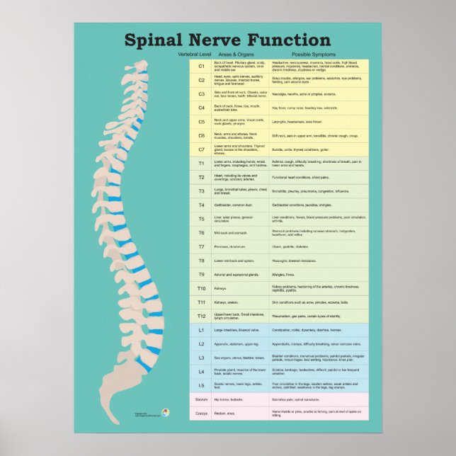 Spinal Nerve Function Customise Background Colour Poster (Front)