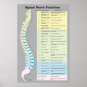 Spinal Nerve Function Poster Chiropractic