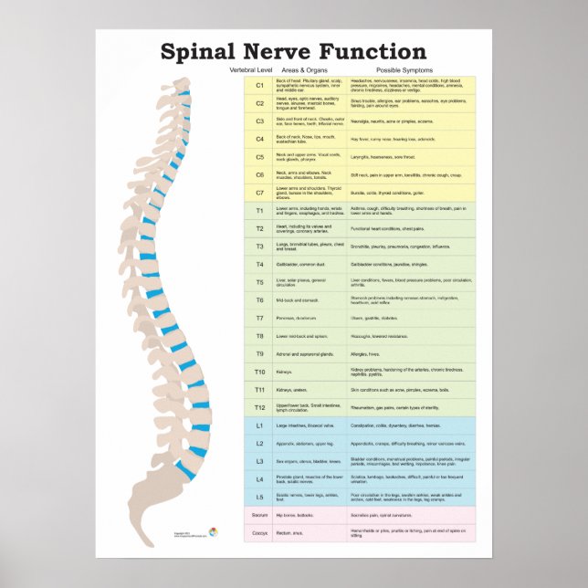 Spinal Nerve Function Poster Chiropractic (Front)