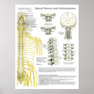Spinal Nerves and Subluxations Chiropractic Poster