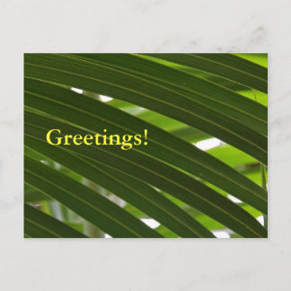Spindle Palm Postcard