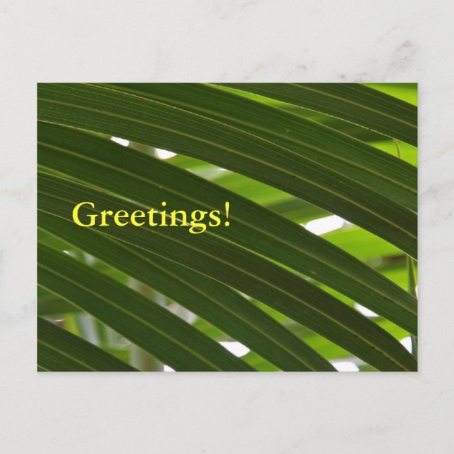 Spindle Palm Postcard (Front)