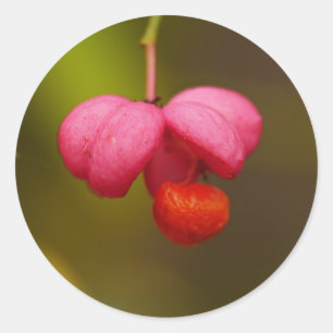 Spindle Tree Berry Sticker
