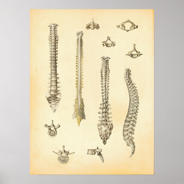 Spine and Vertebrae Anatomy Poster Chiropractic (Front)