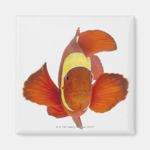 Spine-cheek anemonefish (Premnas biaculeatus) Magnet