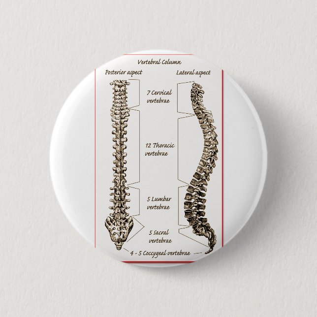 Spine Details Sepia2 6 Cm Round Badge (Front)