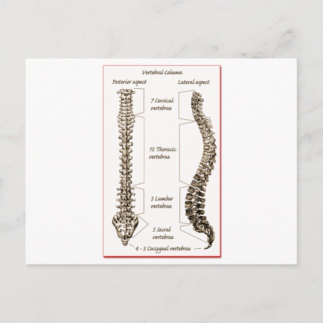 Spine Postcard (Front)