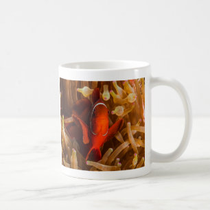 Spinecheek Anemonefish of the Coral Sea Coffee Mug