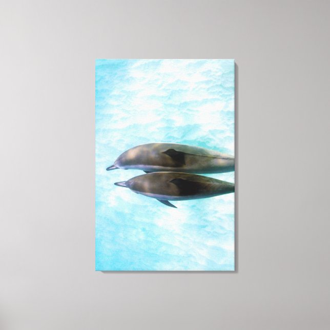 Spinner Dolphins | Oahu Hawaii Canvas Print (Front)