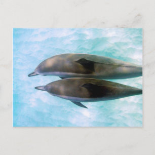 Spinner Dolphins   Oahu Hawaii Postcard