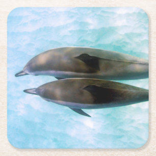 Spinner Dolphins Oahu Hawaii Square Paper Coaster