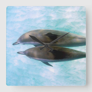 Spinner Dolphins   Oahu Hawaii Square Wall Clock