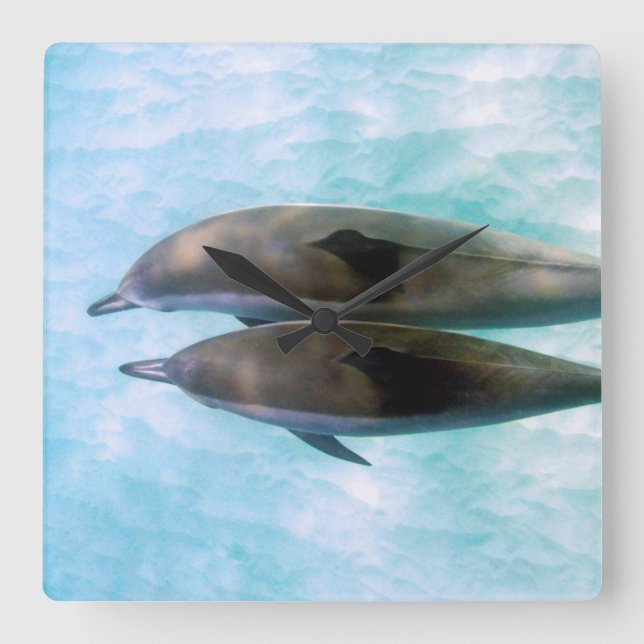 Spinner Dolphins | Oahu Hawaii Square Wall Clock (Front)