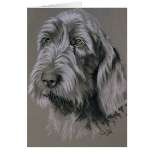 Spinone Italiano