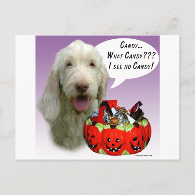Spinone Italiano Halloween Candy Postcard (Front)