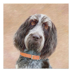 Spinone Italiano Painting - Cute Original Dog Art Poster