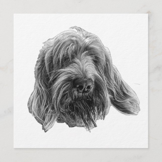 Spinone Supper Invite (Front)