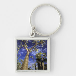 Spiny Forest Formed Of Pachypodium Trees Key Ring