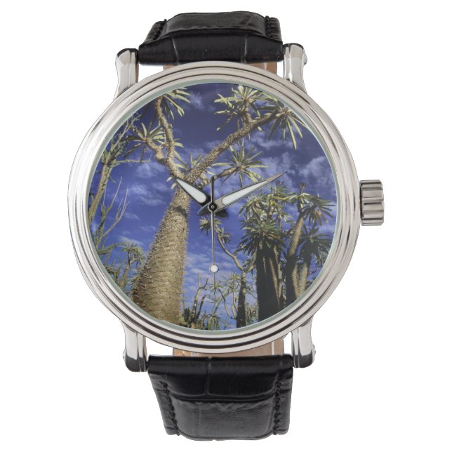 Spiny Forest Formed Of Pachypodium Trees Watch (Front)
