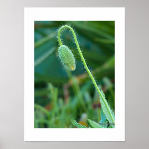 Spiny Green Poppy Bud In Progress Macro Photograph Poster